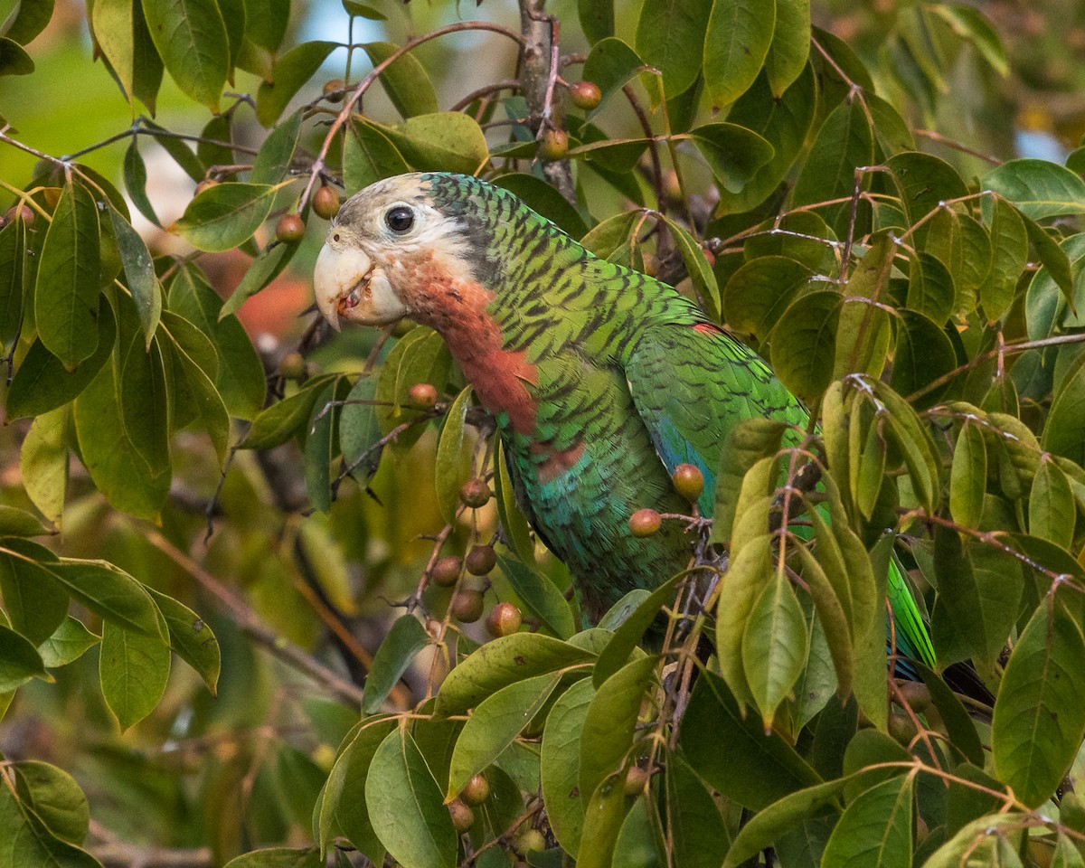 Cuban Parrot (Bahamas) - Sally Chisholm
