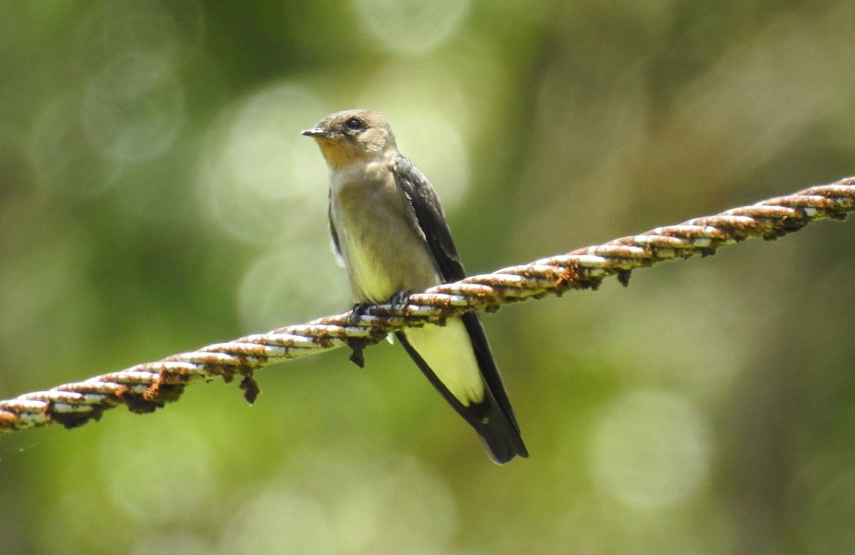 Southern Rough-winged Swallow - Jon Iratzagorria Garay