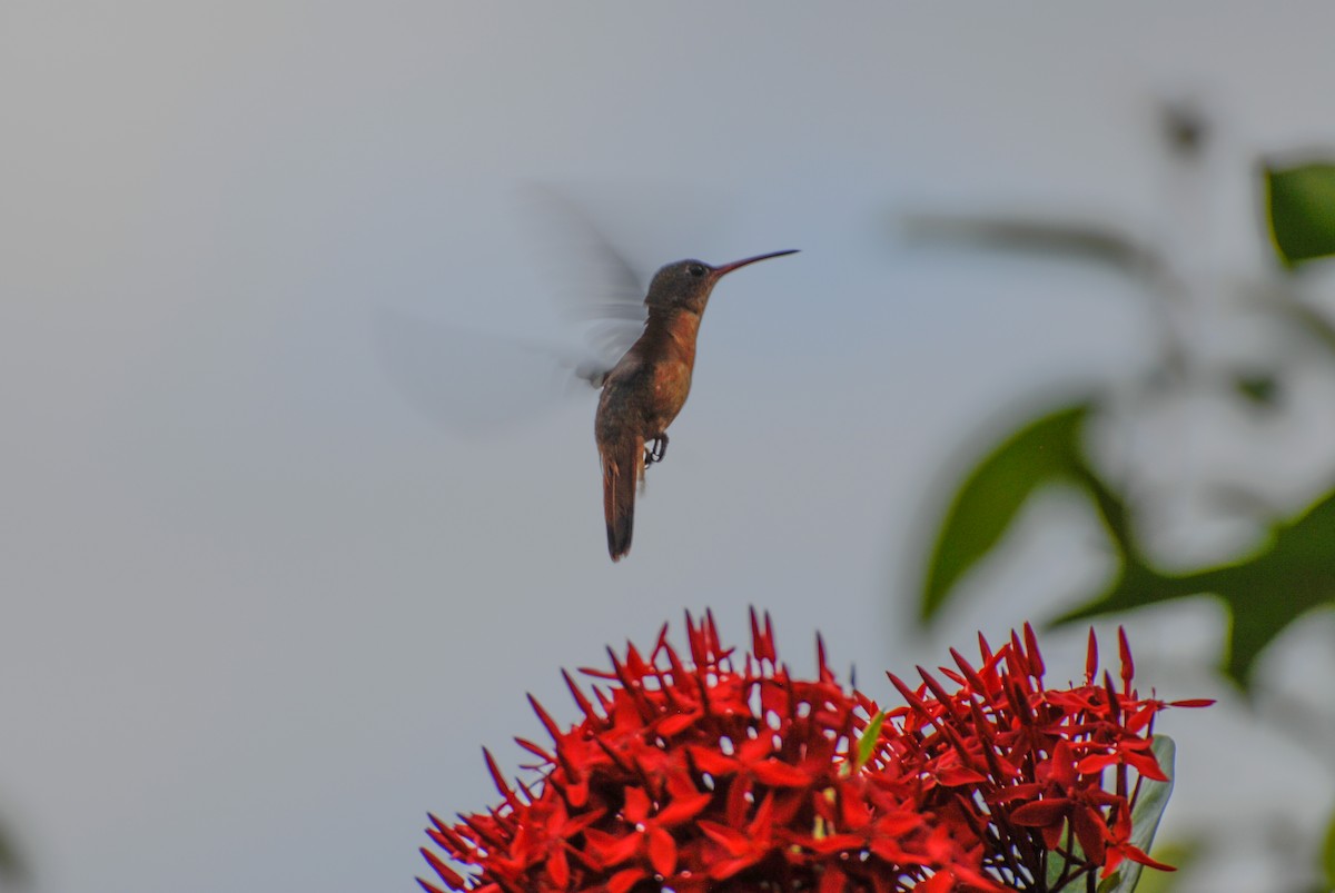 Cinnamon Hummingbird - Anna Elkins