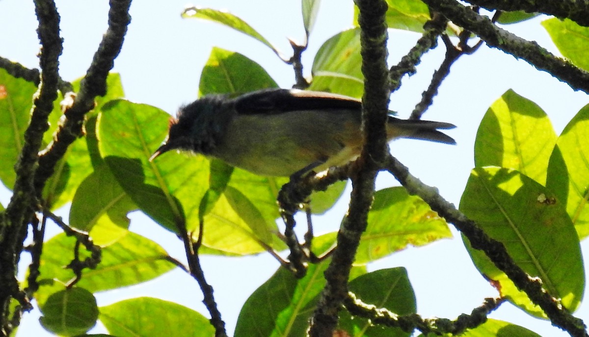 Tawny-crowned Greenlet - ML143921871