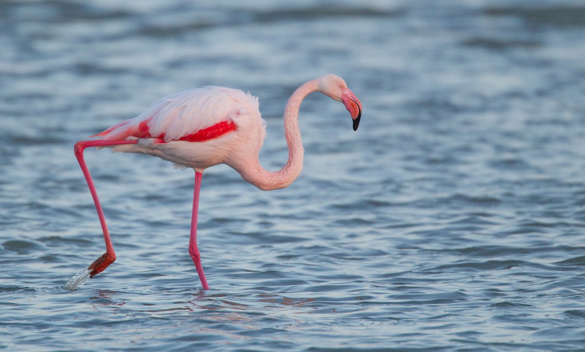 Greater Flamingo - ML143922971