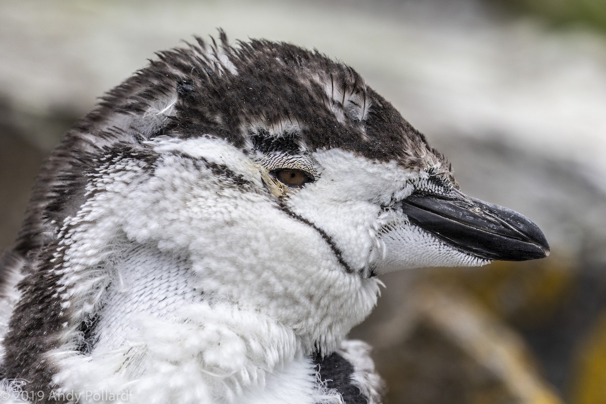 Chinstrap Penguin - Andy Pollard / Falklands Nature