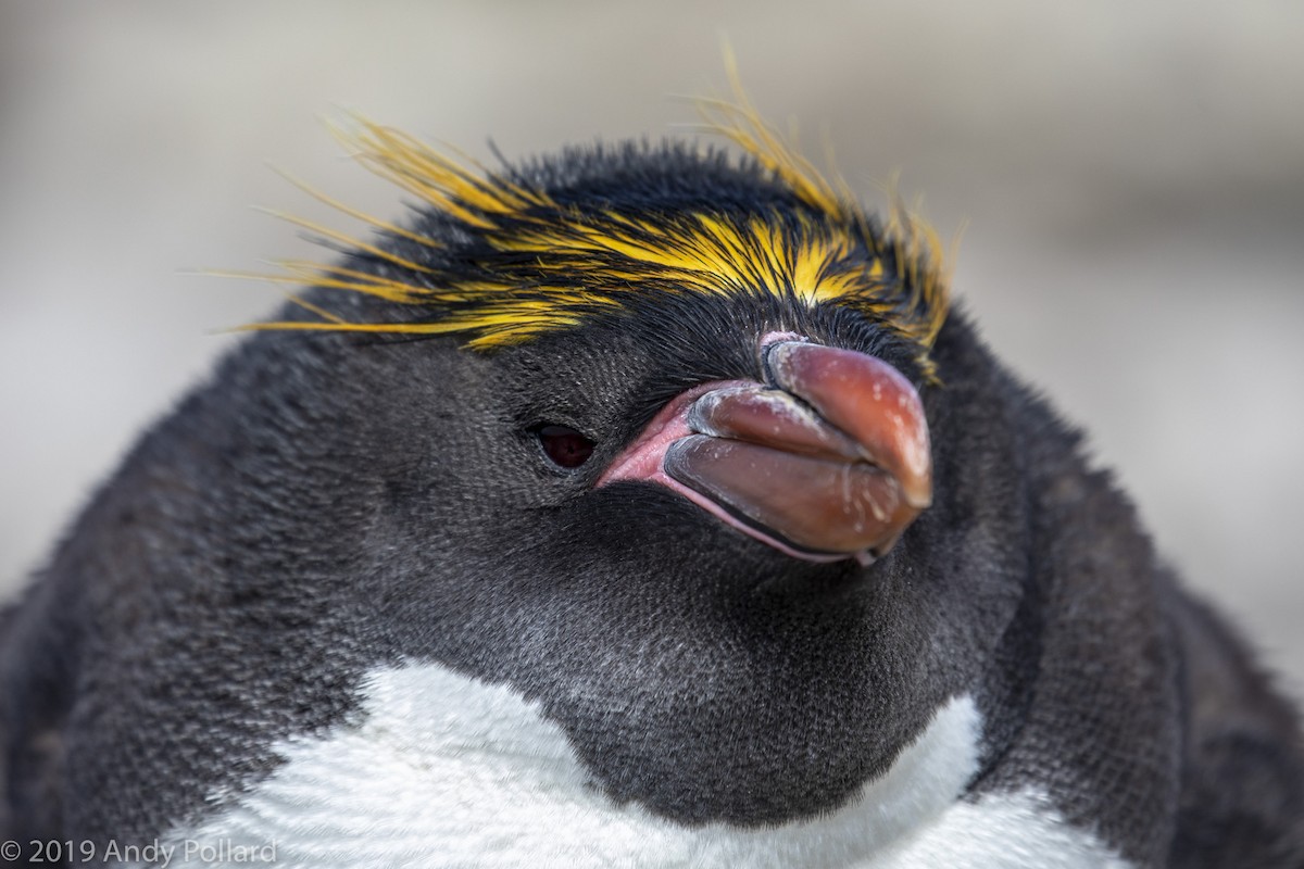 Macaroni Penguin - Andy Pollard / Falklands Nature