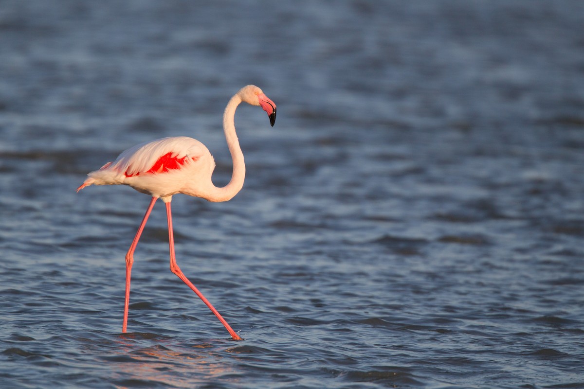 Greater Flamingo - Ian Davies