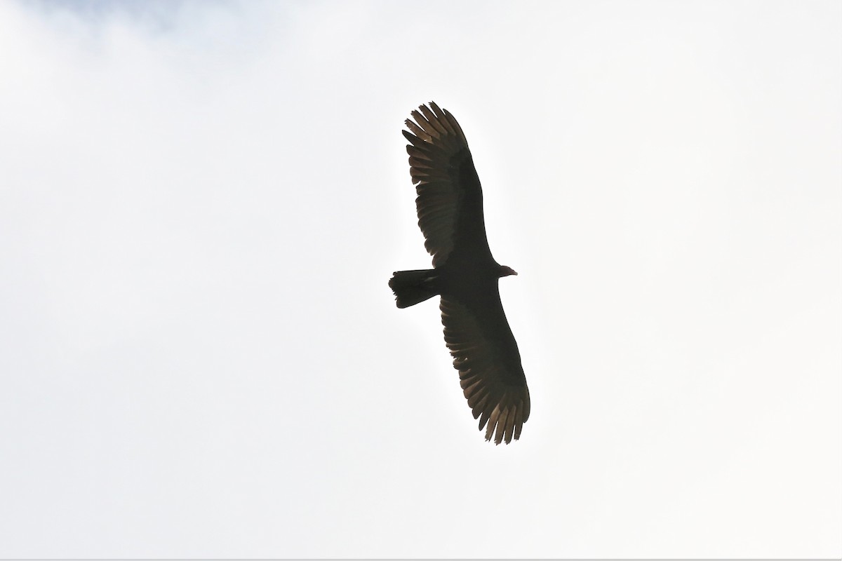 Turkey Vulture - Charles Davies