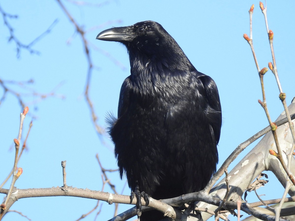 Common Raven - ML143924531