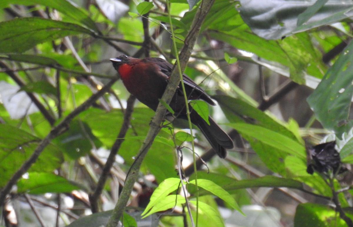 Red-throated Ant-Tanager - ML143925441