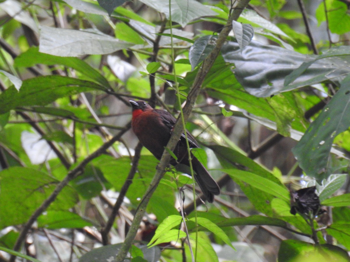 Red-throated Ant-Tanager - Jon Iratzagorria Garay