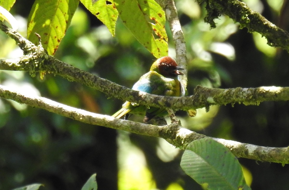 Bay-headed Tanager - ML143925721