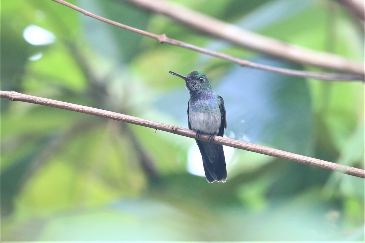 Blue-chested Hummingbird - Charles Davies