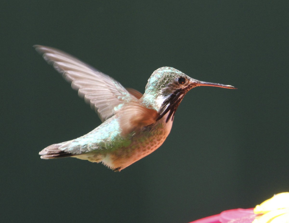 Calliope Hummingbird - Jan Allen