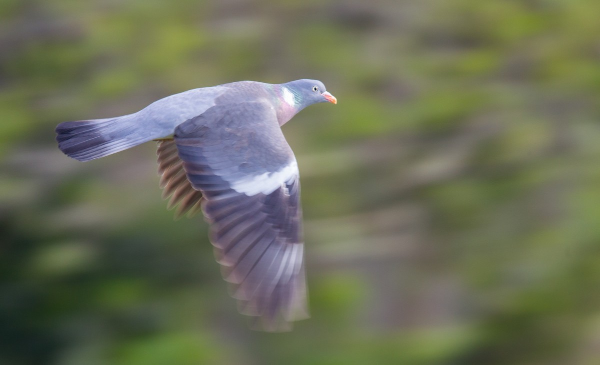Common Wood-Pigeon - ML143928871