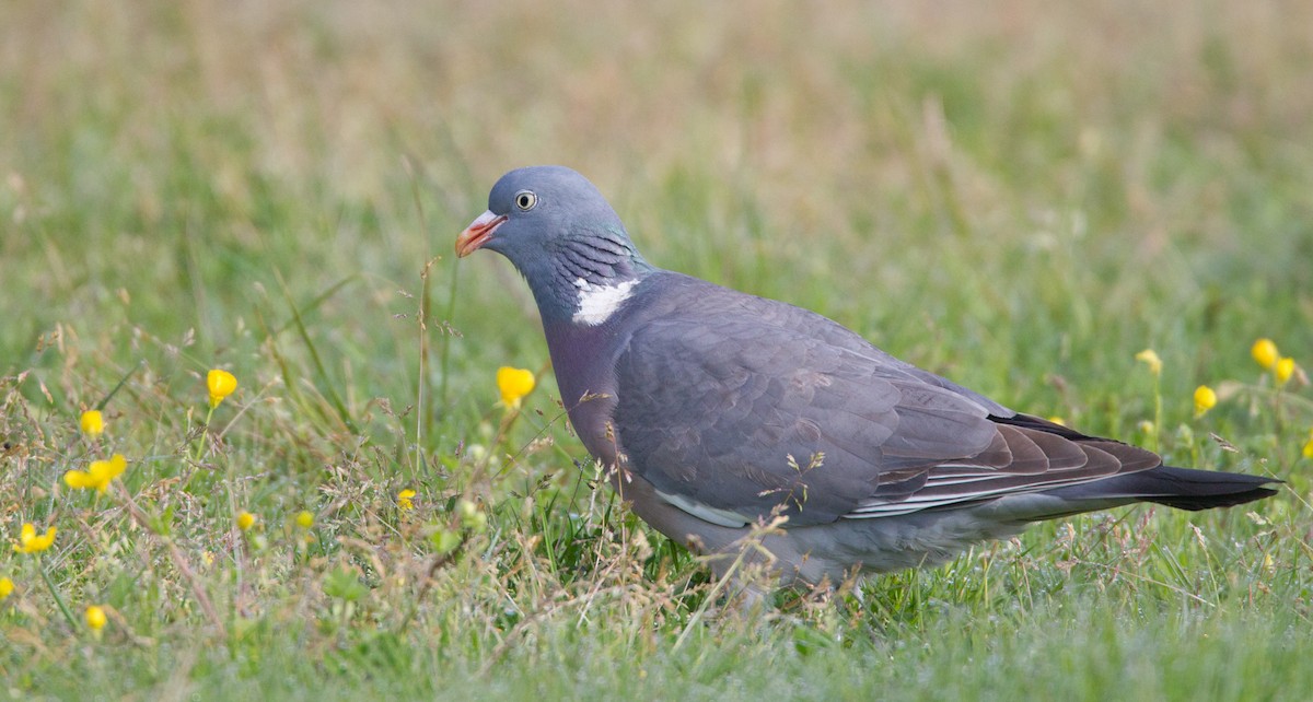 Common Wood-Pigeon - ML143928941