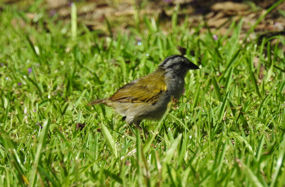 Black-striped Sparrow - ML143928971