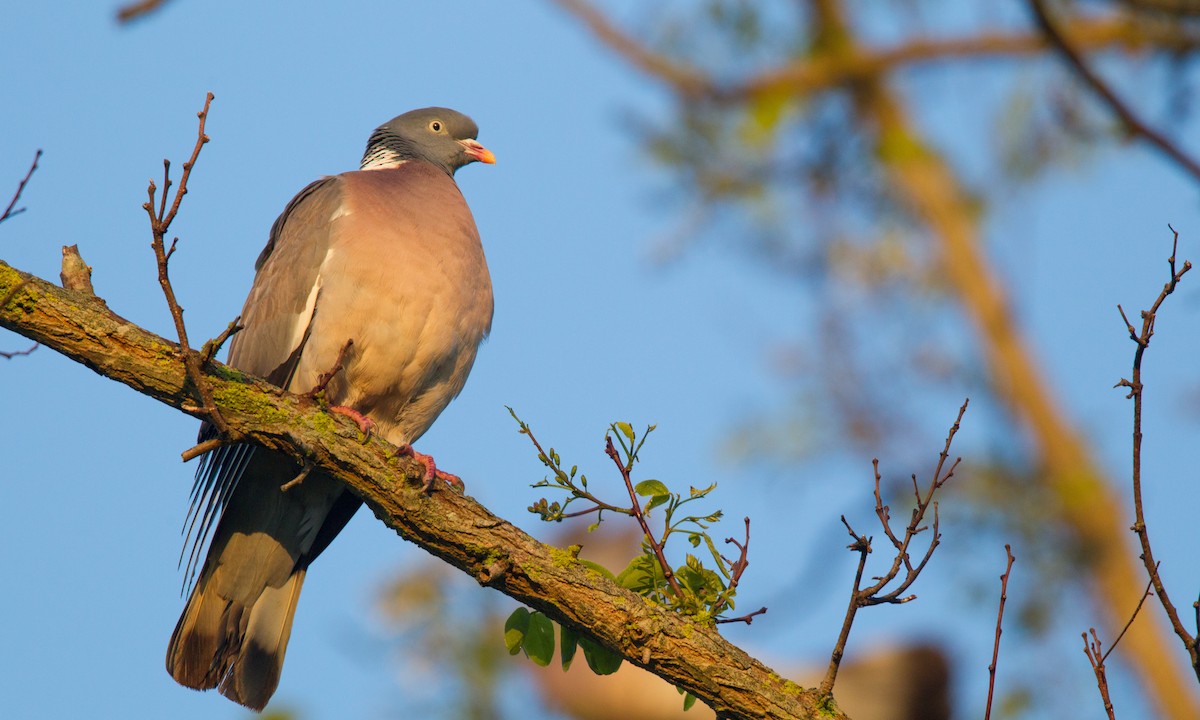 Common Wood-Pigeon - ML143930191