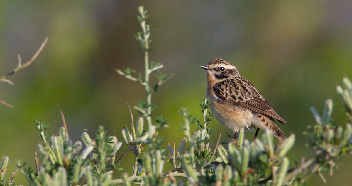 Whinchat - ML143931851