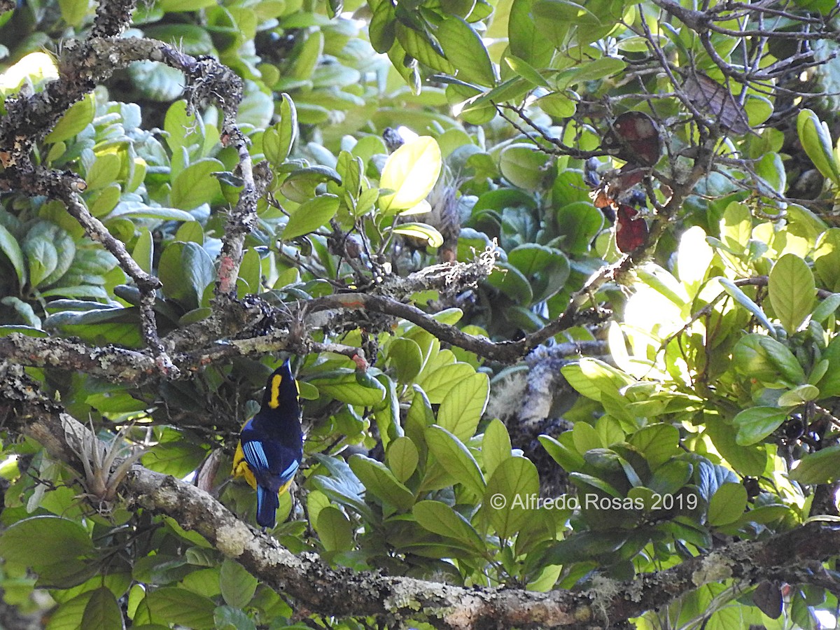 Blue-winged Mountain Tanager - ML143932591