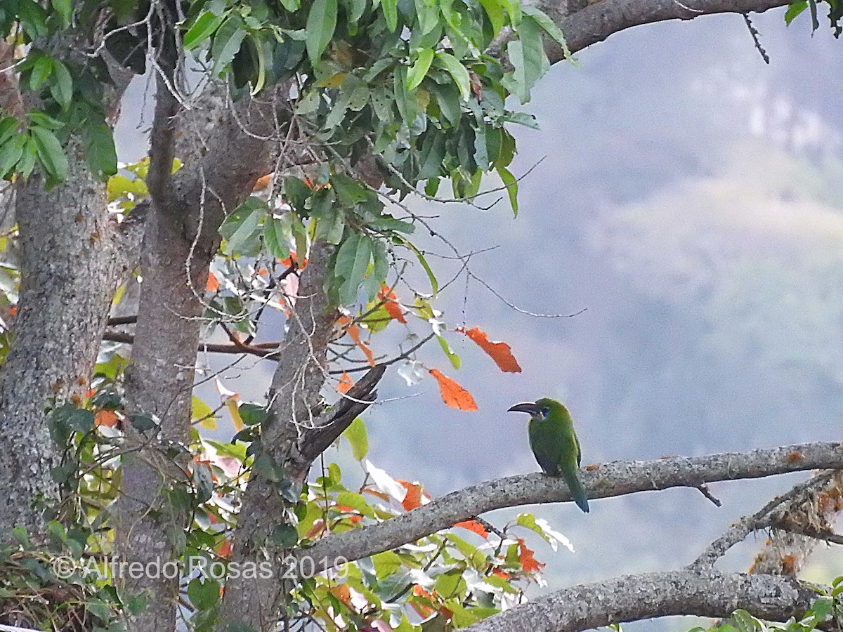 Groove-billed Toucanet - ML143934351