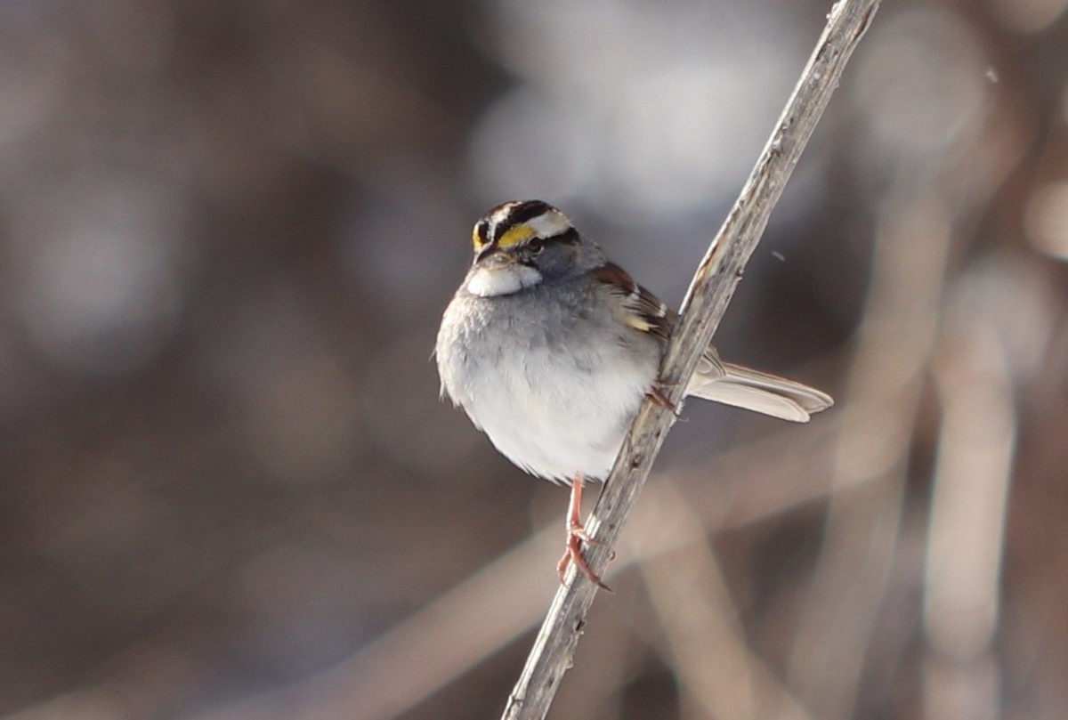 White-throated Sparrow - ML143942161