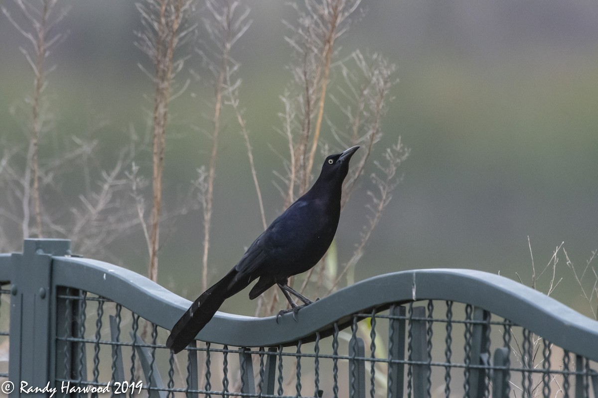 Great-tailed Grackle - ML143942531