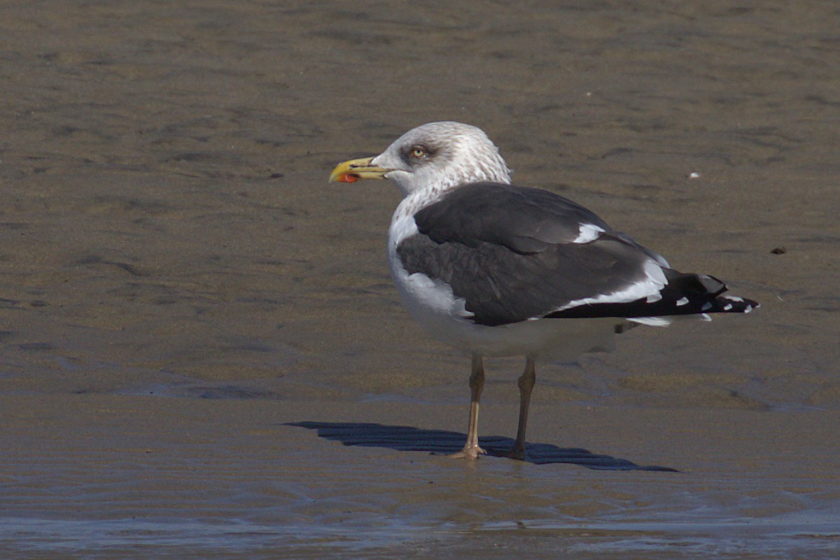 Lesser Black-backed Gull (graellsii) - Curtis Marantz