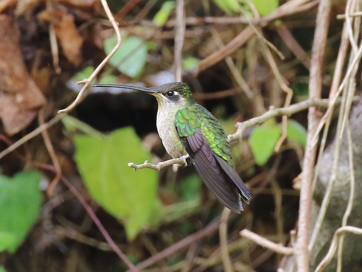 Talamanca Hummingbird - ML143944871