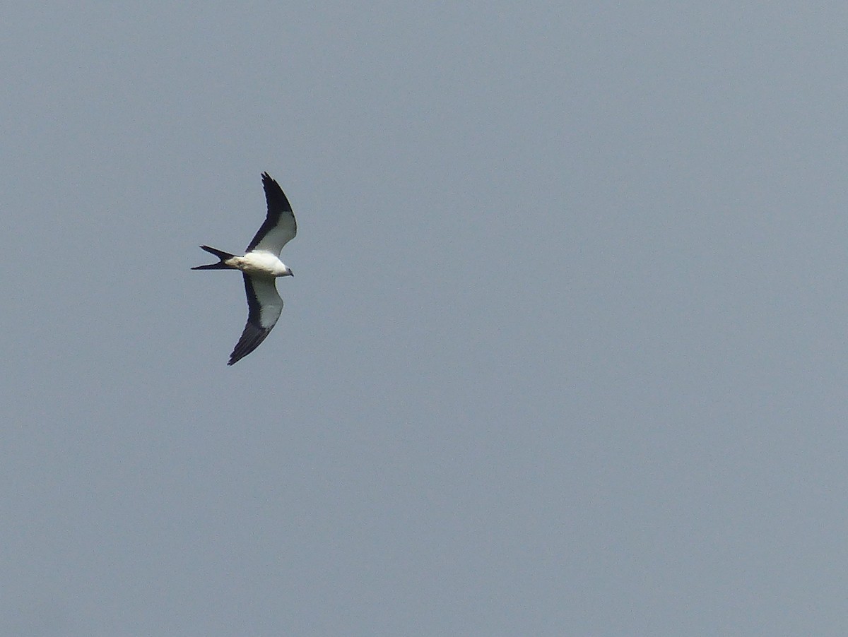 Swallow-tailed Kite - Ben Jesup