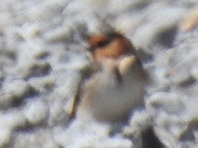 Cave Swallow - ML143949971