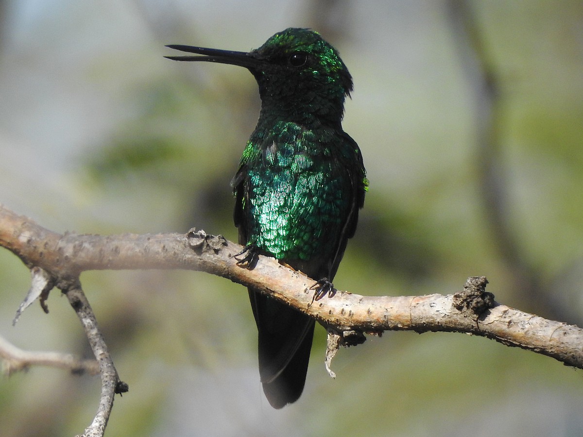 Blue-tailed Emerald - ML143951491