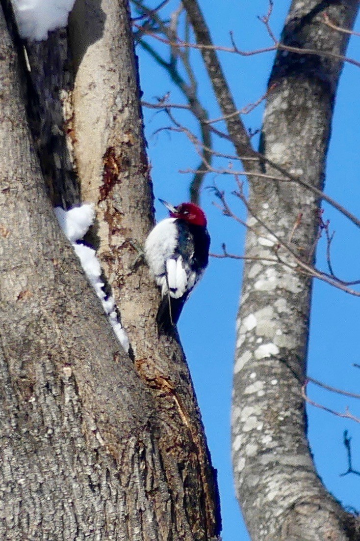 Red-headed Woodpecker - ML143952471