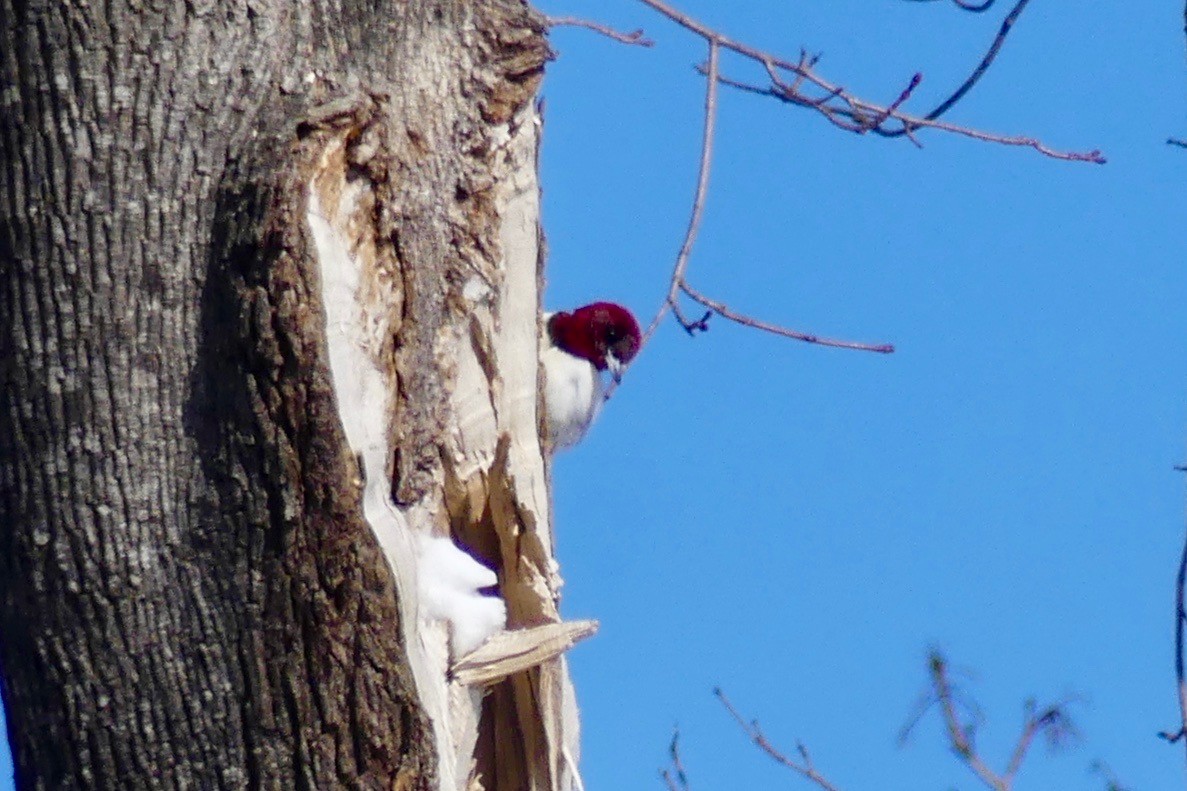 Red-headed Woodpecker - ML143952501