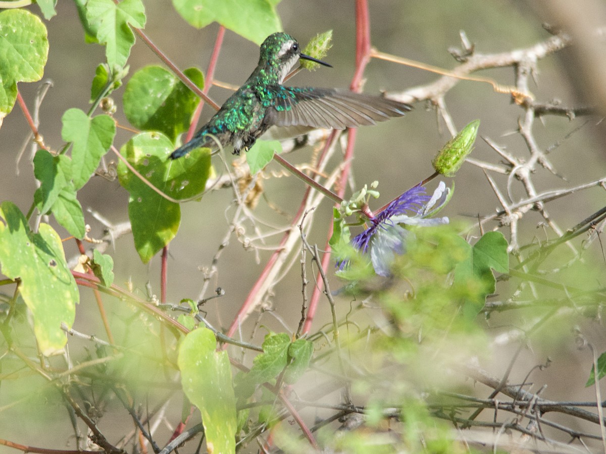 kolibřík modroocasý - ML143954381