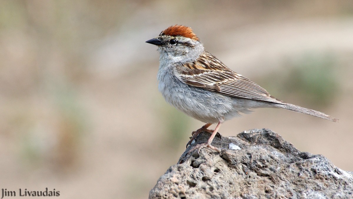 Chipping Sparrow - ML143954711