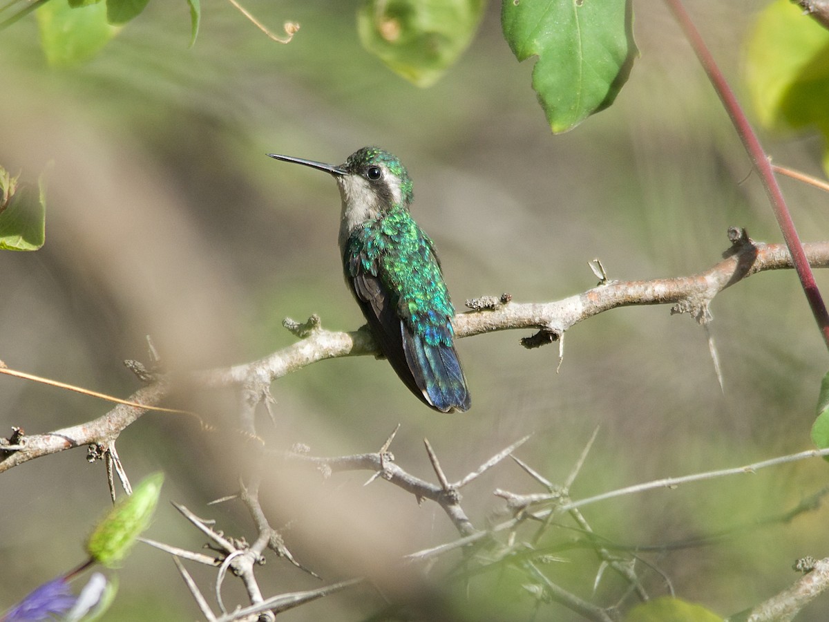 Blue-tailed Emerald - ML143954761