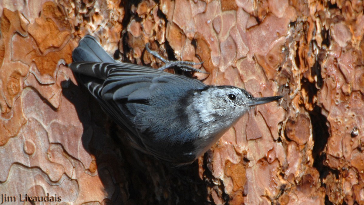 White-breasted Nuthatch - ML143955311
