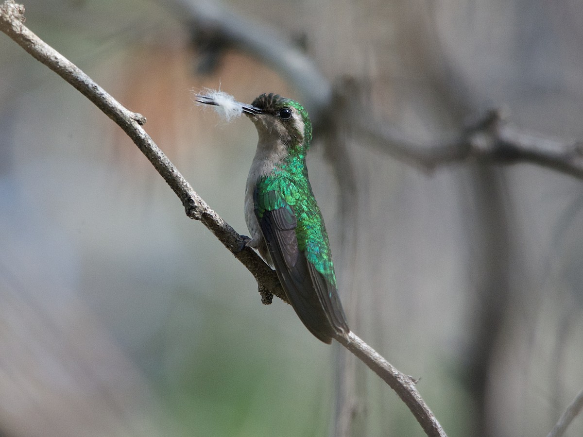 Blue-tailed Emerald - ML143955411