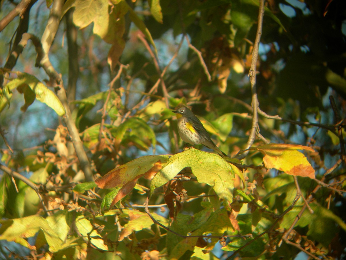 myrteparula (auduboni) (sitronstrupeparula) - ML143955661