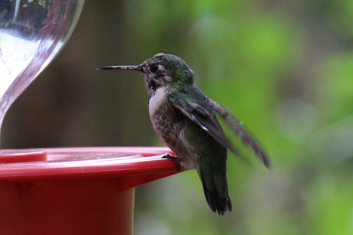 Calliope Hummingbird - ML143957841