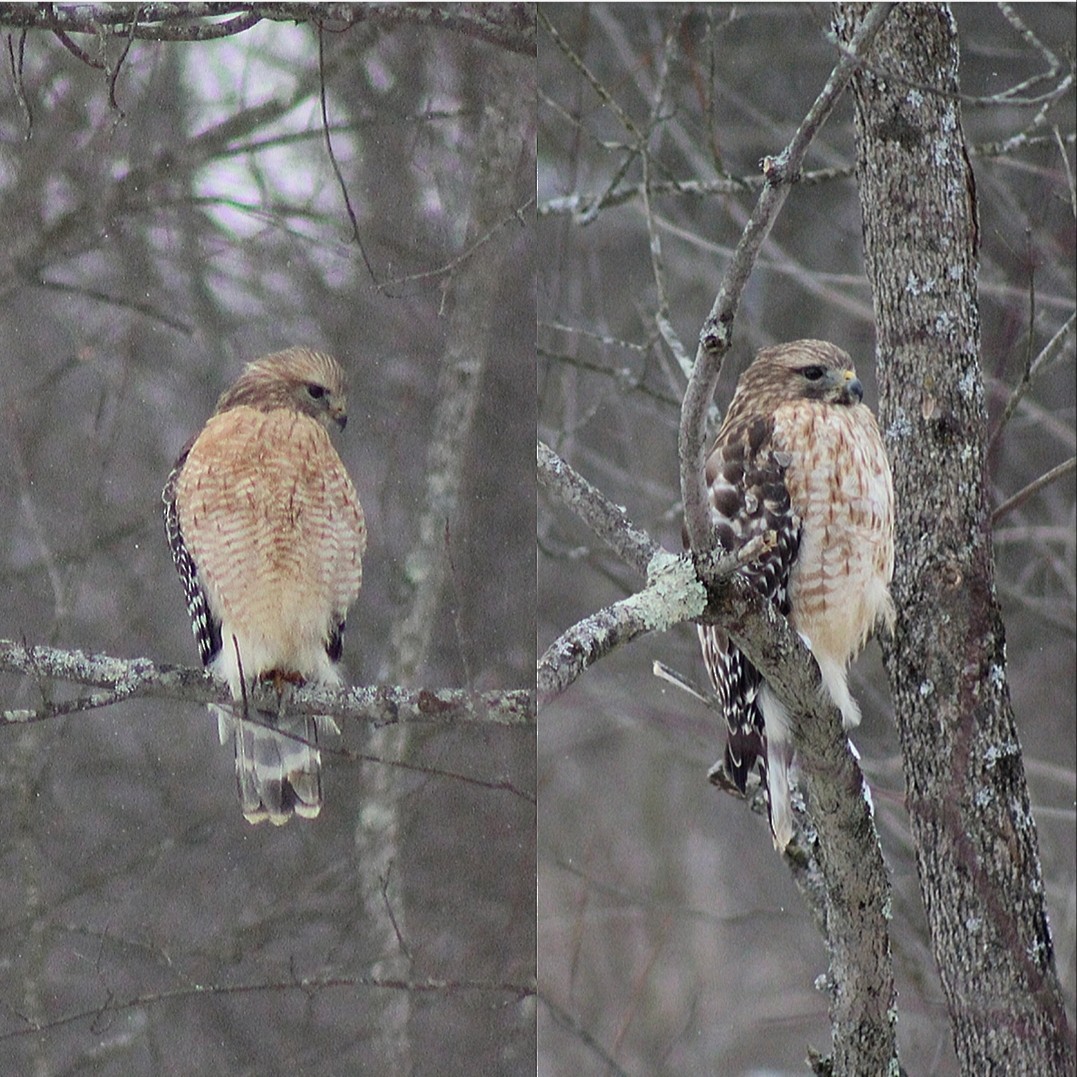Red-shouldered Hawk - Kerry Bell