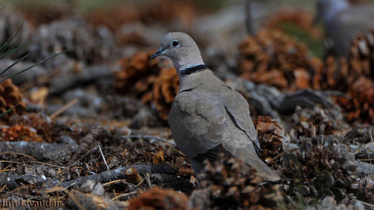 Eurasian Collared-Dove - James Livaudais