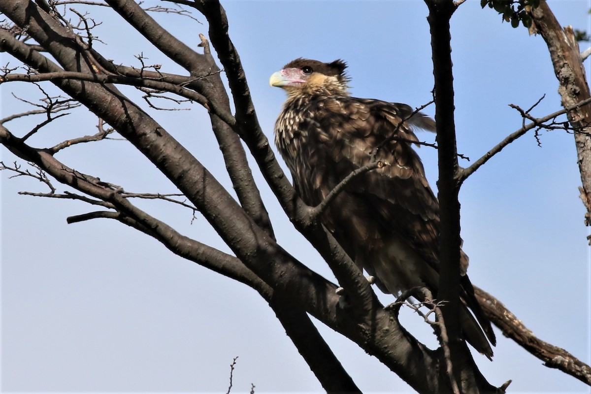 Crested Caracara (Southern) - ML143961121