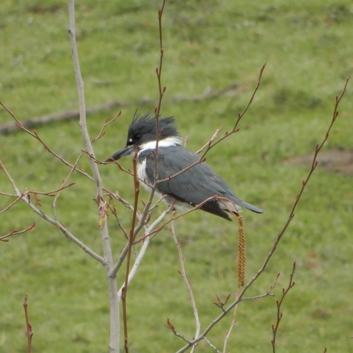 Belted Kingfisher - ML143962131