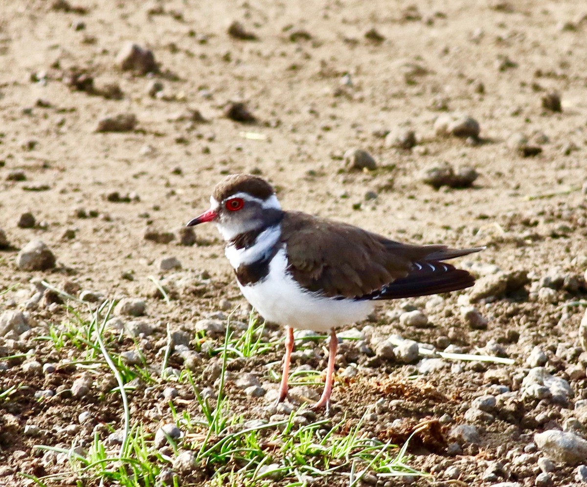Three-banded Plover - Charlie   Nims
