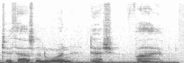 Серогрудый тиранн - ML143968