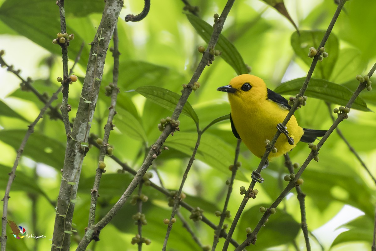 Black-and-yellow Tanager - ML143970251