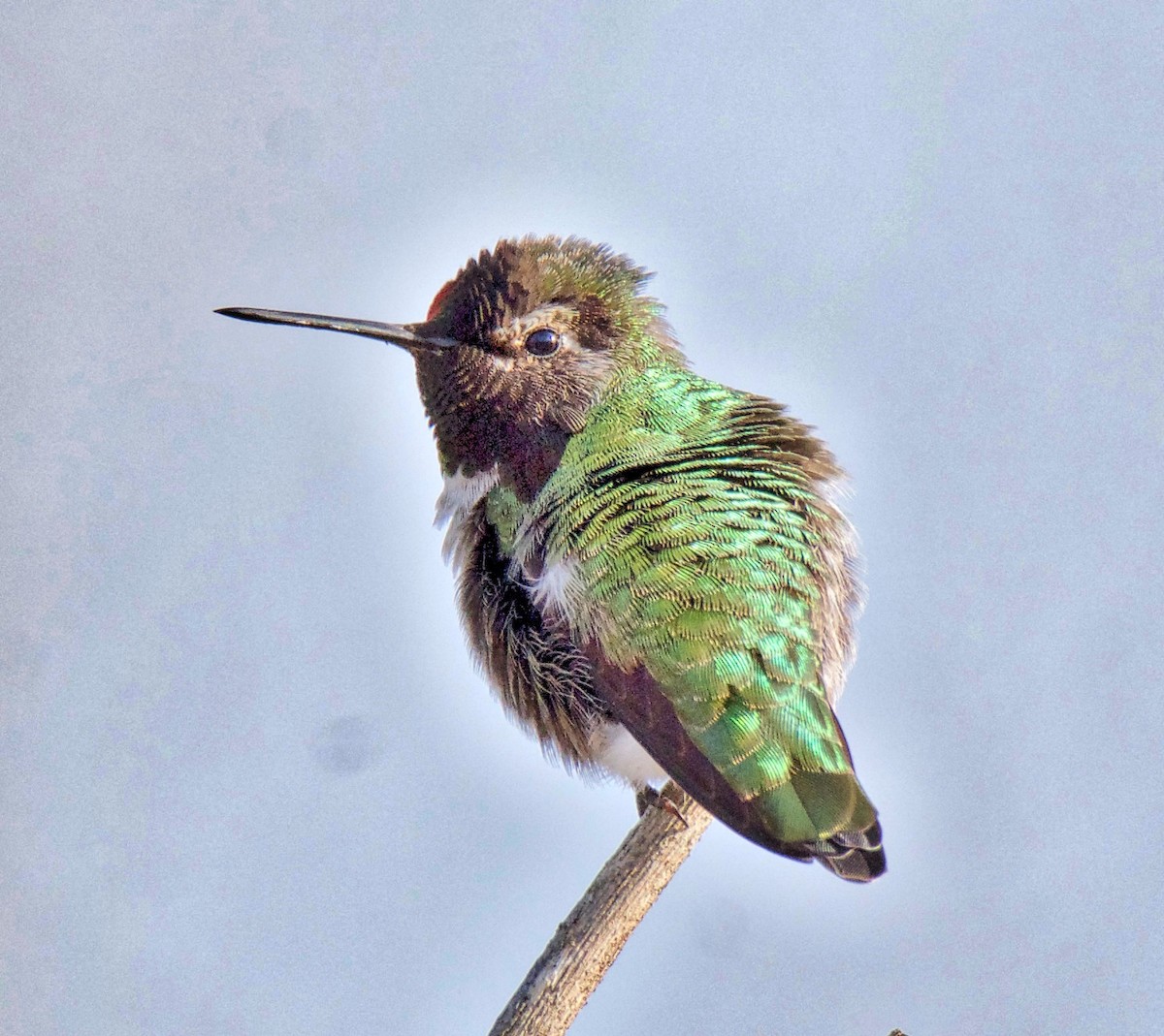 Anna's Hummingbird - ML143971321