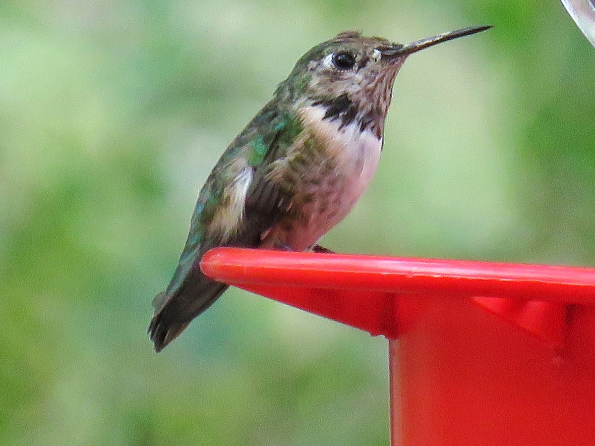 Calliope Hummingbird - ML143972881