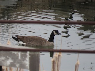 Cackling Goose (Taverner's), ML143973931