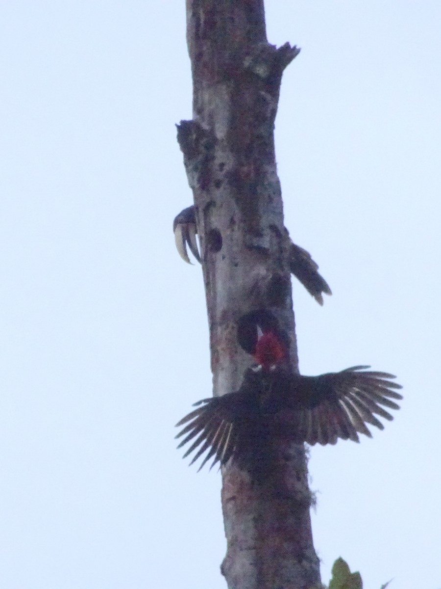 Guayaquil Woodpecker - Stephen Chang