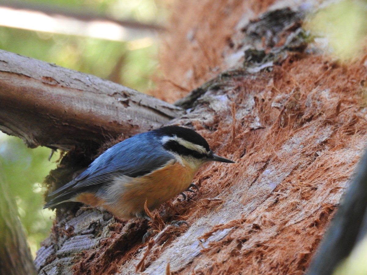 Red-breasted Nuthatch - David Olsen
